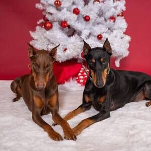 Meet your Posher, Shannon